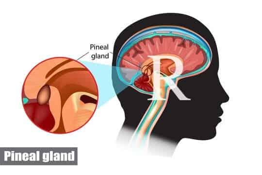 Letter R and Pineal gland