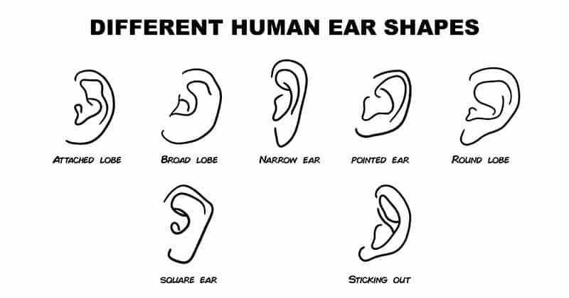 Ear Shapes in Chinese Face Reading